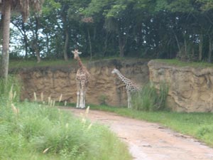 Your One-Day Schedule For Animal Kingdom | Planning A Walt Disney World